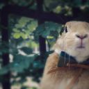 兔纸兔吱兔仔儿