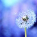 Wind