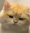 啊哦