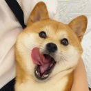 微信研友