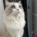 Bella