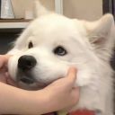 zozo