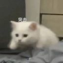 突击猫猫